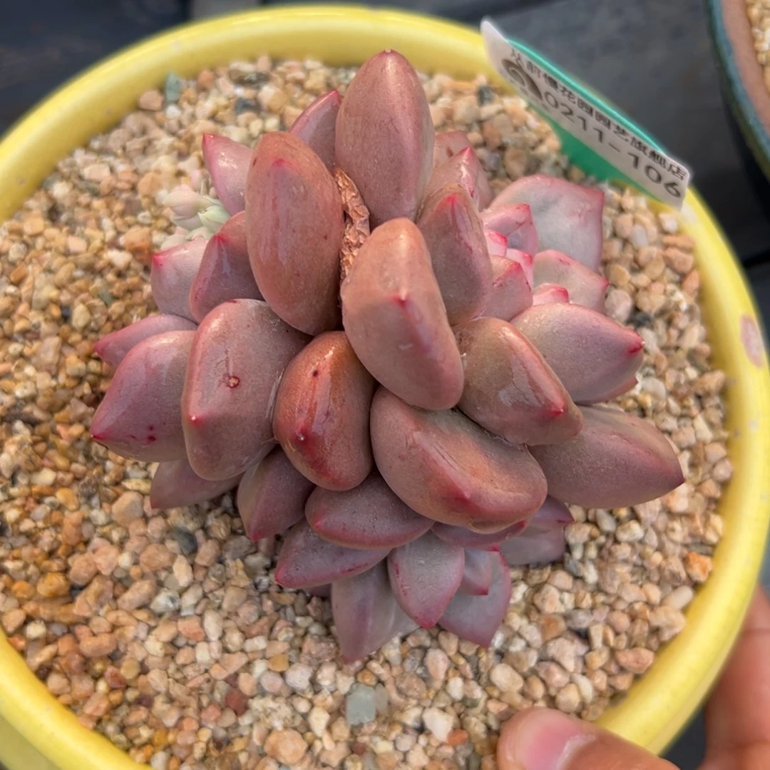 多肉一物一拍0211-106