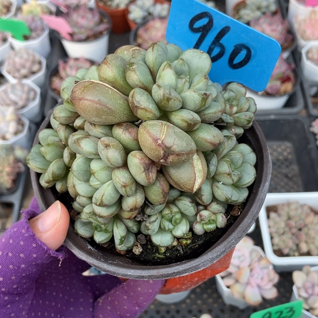 960葡萄多肉植物多肉
