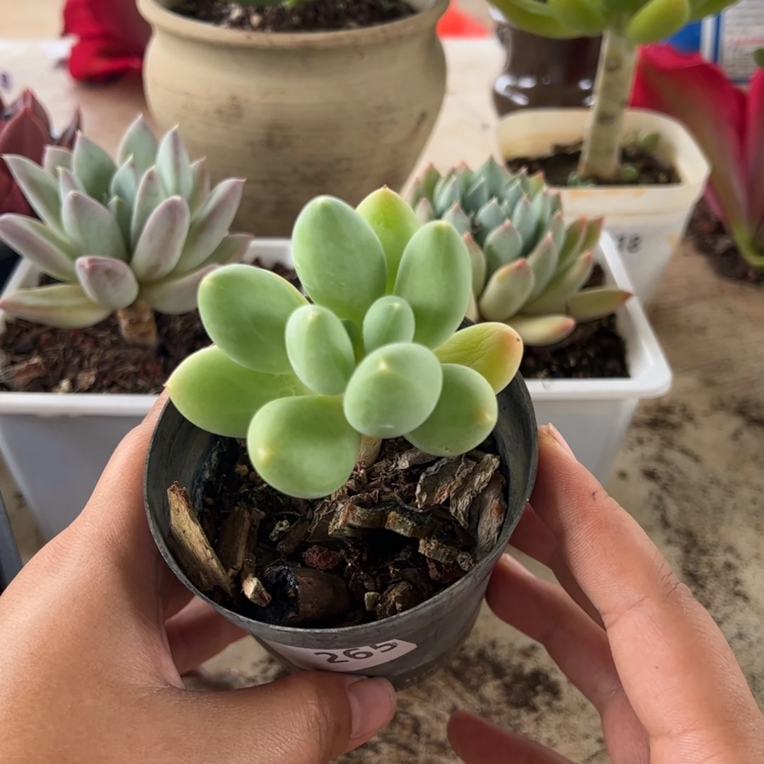 【闪购商品】暗纹芒果。265。 11111111-