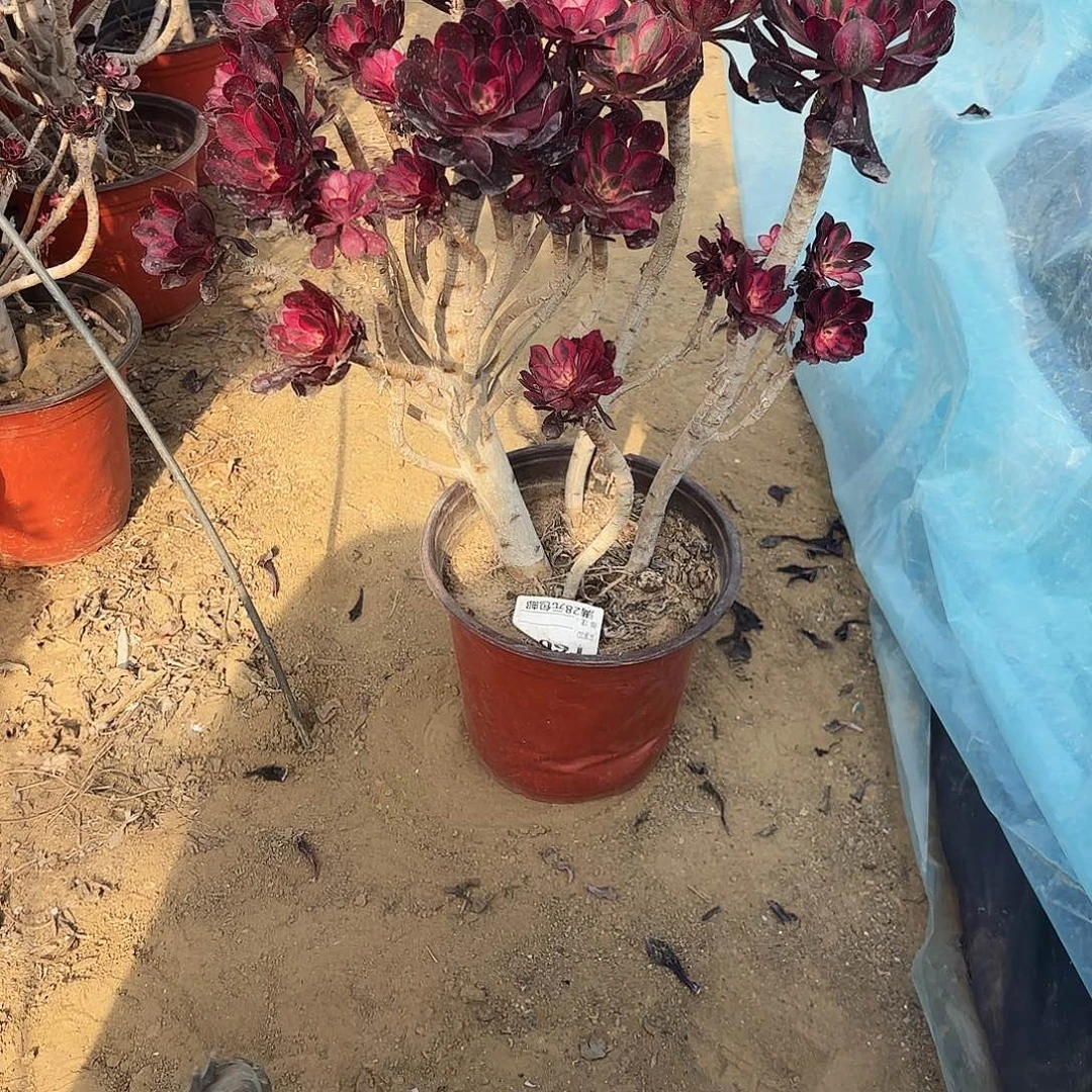 映*902丽娜多肉植物