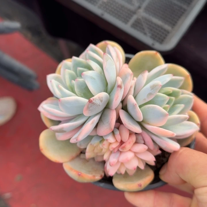 13厘米的尺寸一物一拍的