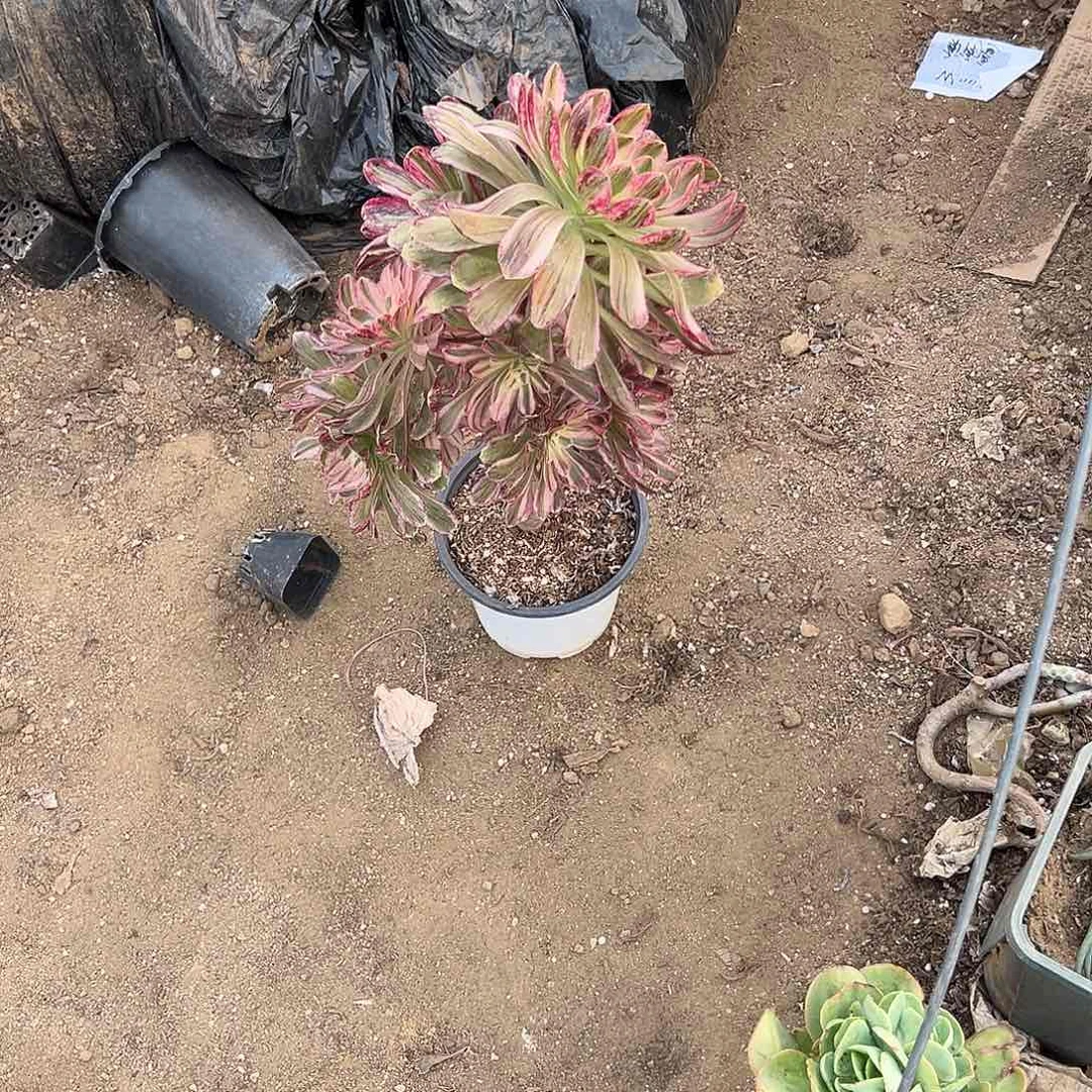 X**~多肉植物多肉植物