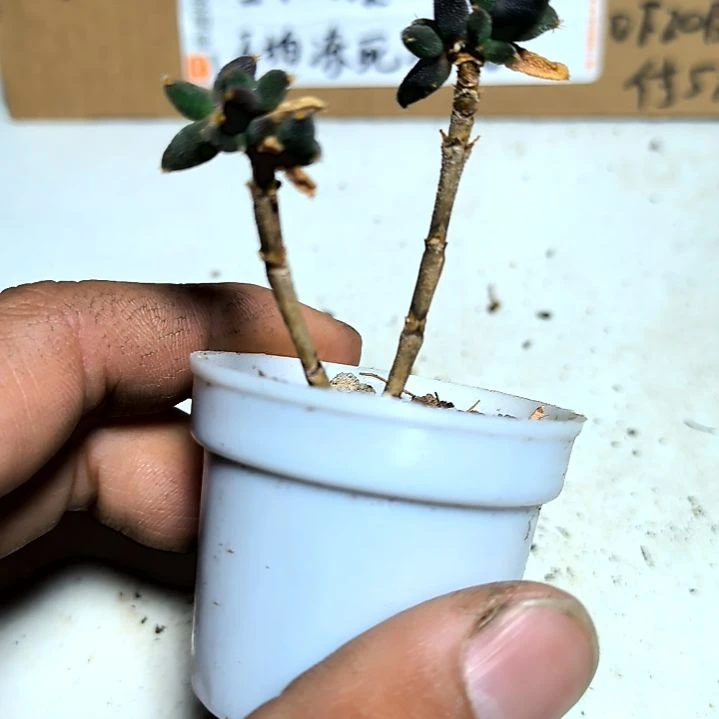 满6元包邮，玉米枝干拇指盆