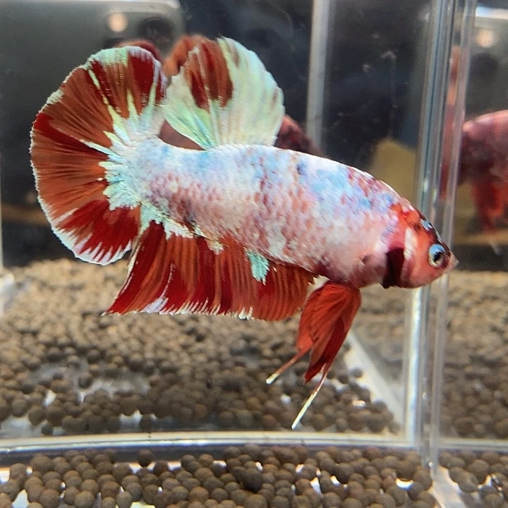 斗鱼黑52号巨斗将军