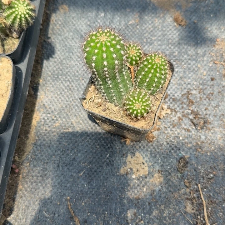 白檀仙人掌757带跟