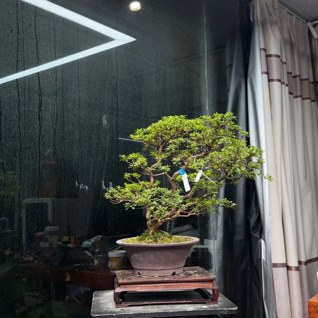 *****无花朵花卉苗木花卉等