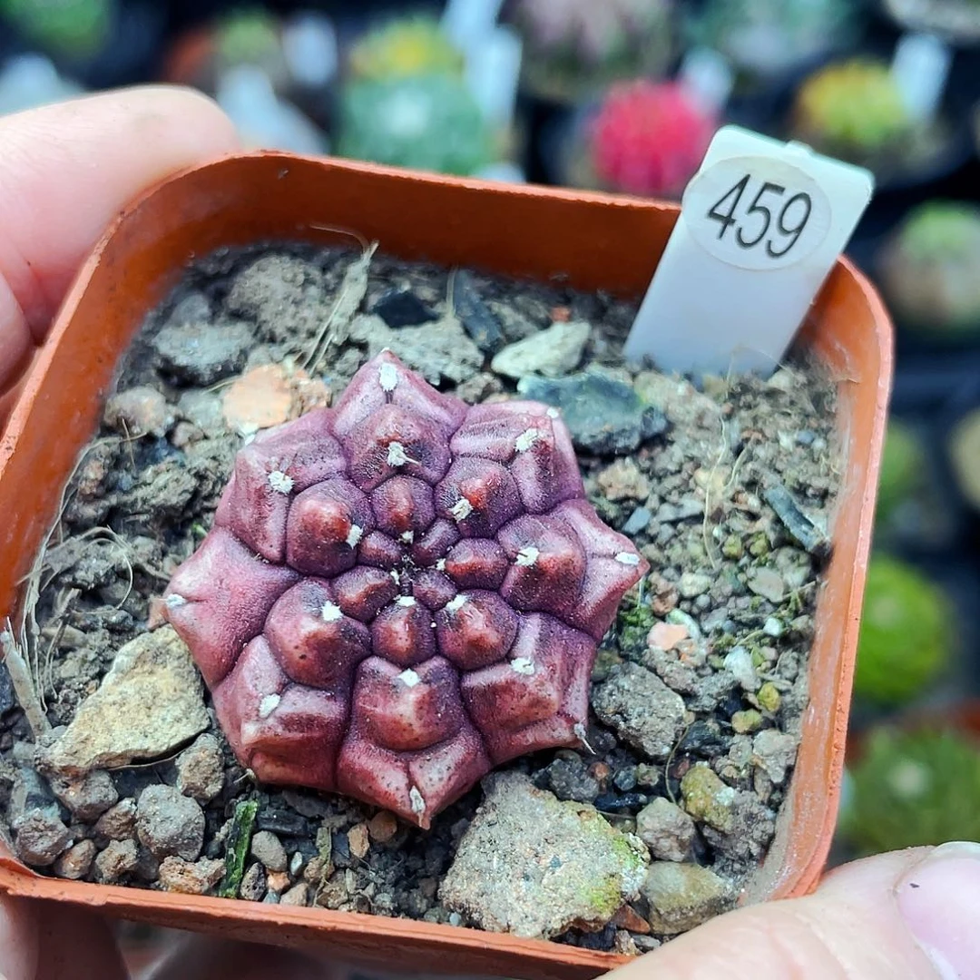 非偏远地区满25包邮仙人球