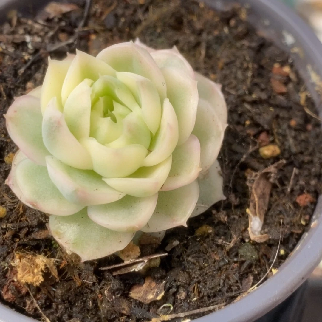 131朵莉亚锦锦锦锦锦