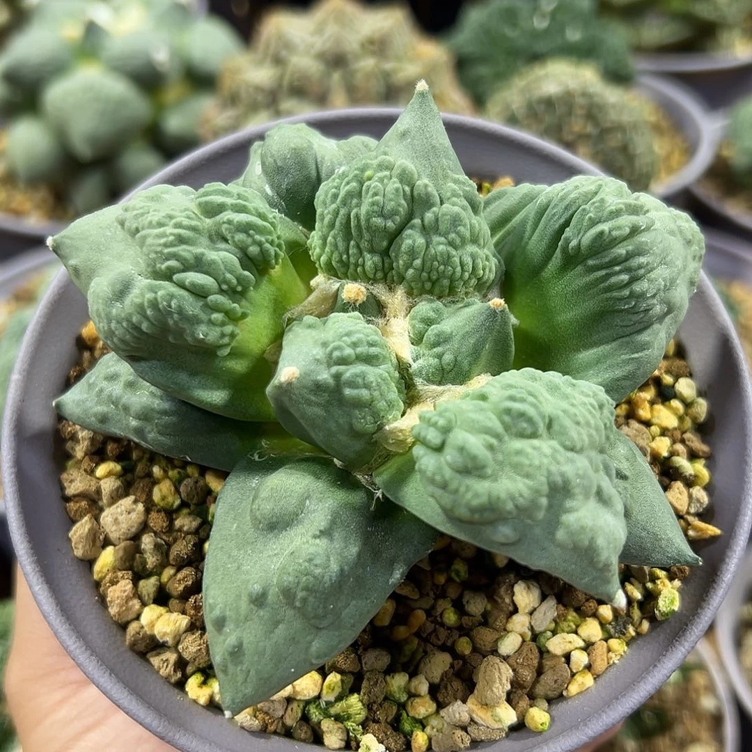 尚野园艺实生怒涛