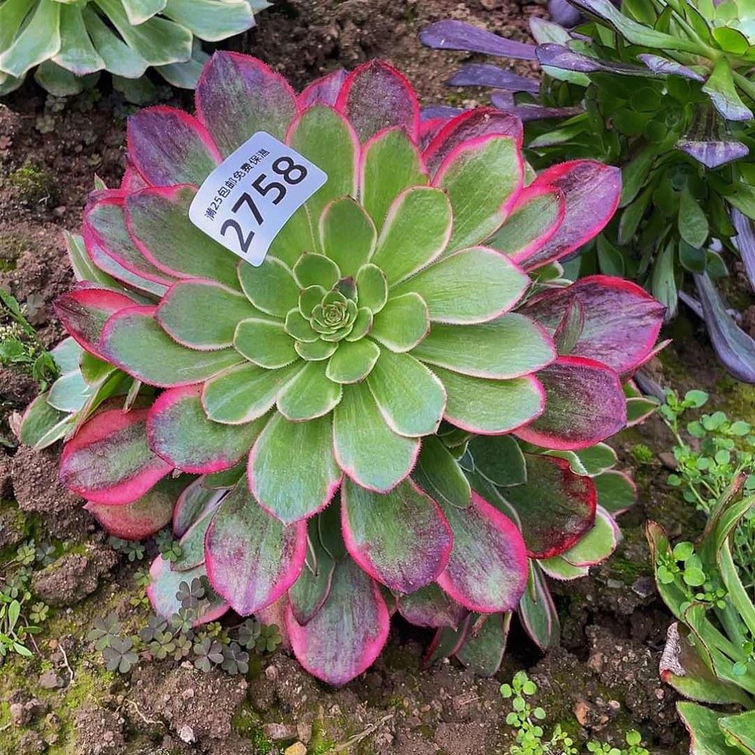 2758粉花妖多肉植物