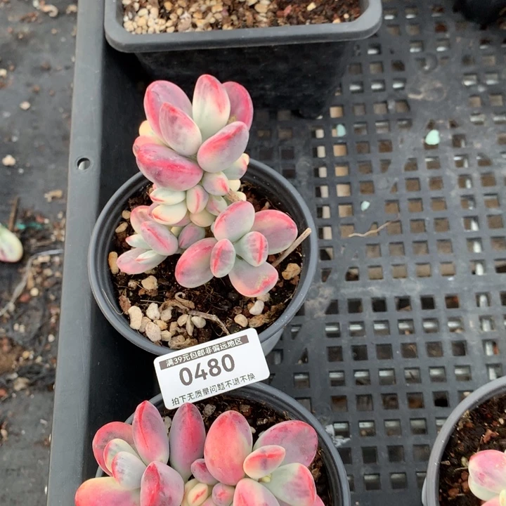 无花朵专拍链接多肉植物