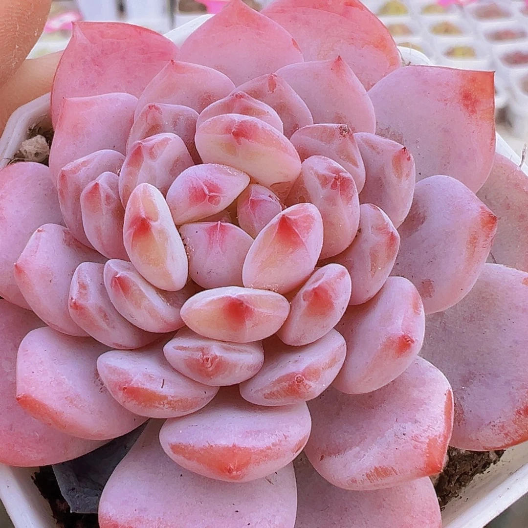 大单头星星橙19包邮多肉