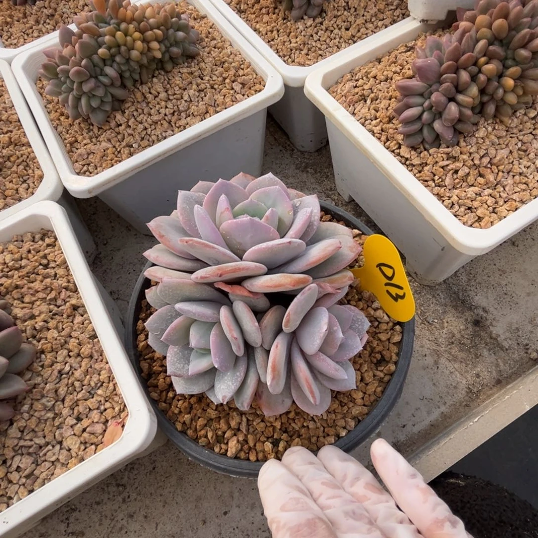 d13奶茶群生无砍的