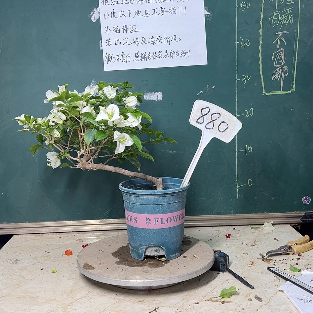 完全开放造型 白雪公主 880