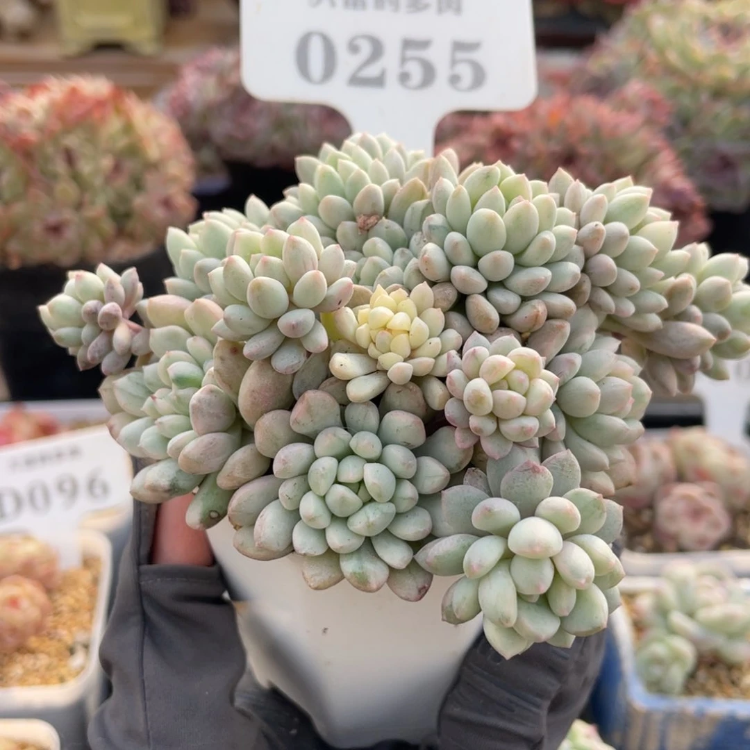 0255 小红蛋的锦 11厘米