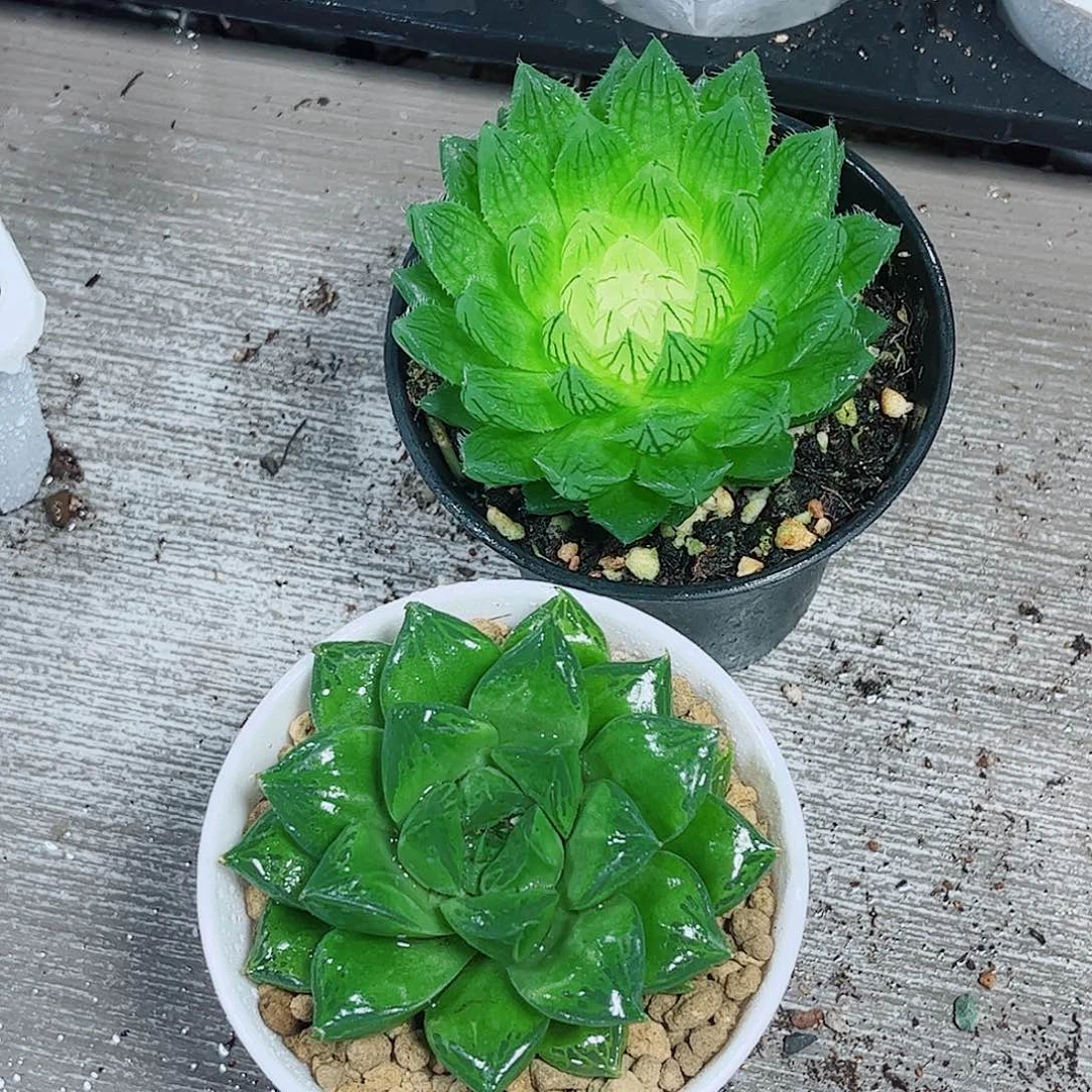 宝莲灯玉露宝草多肉