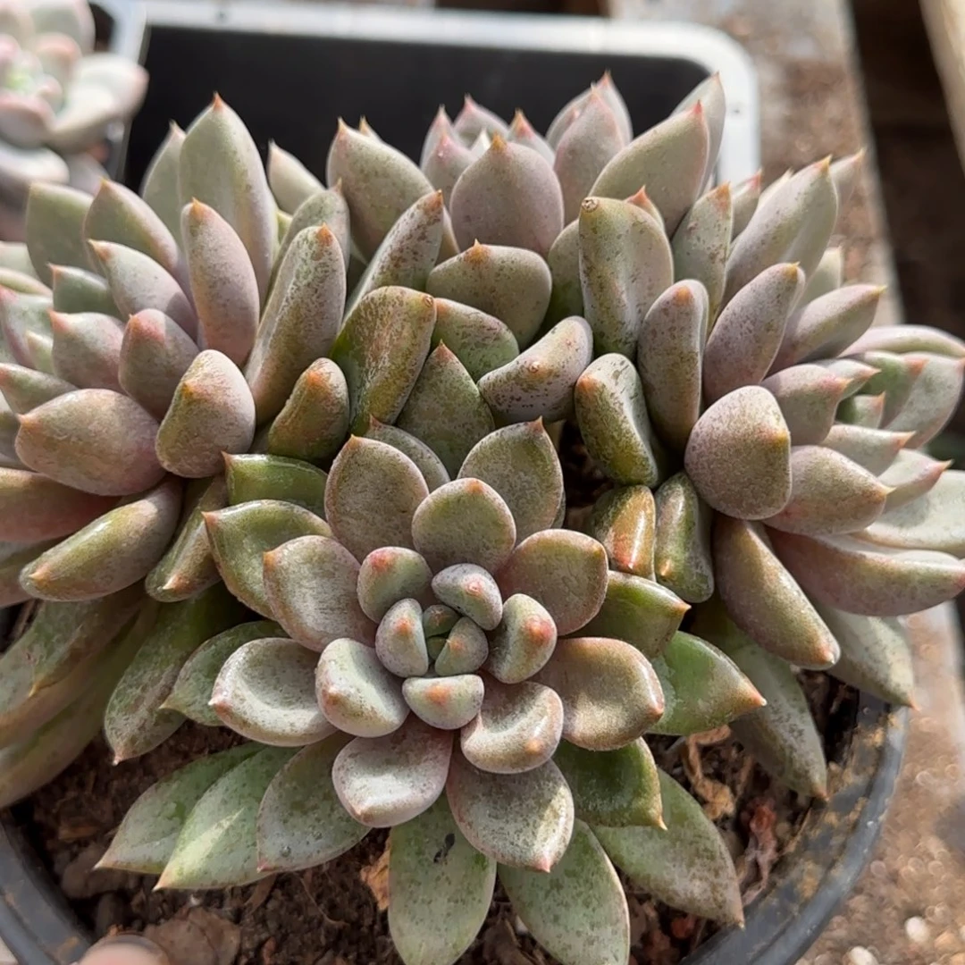 红象牙一物一拍包装收缩花旱