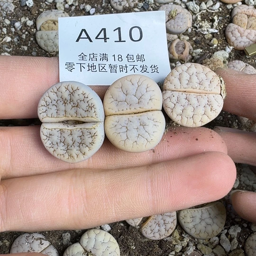 A410 哈哈哈哈哈哈哈