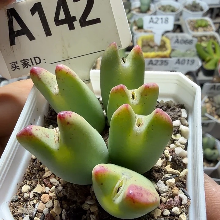 142。满38包邮肉锥