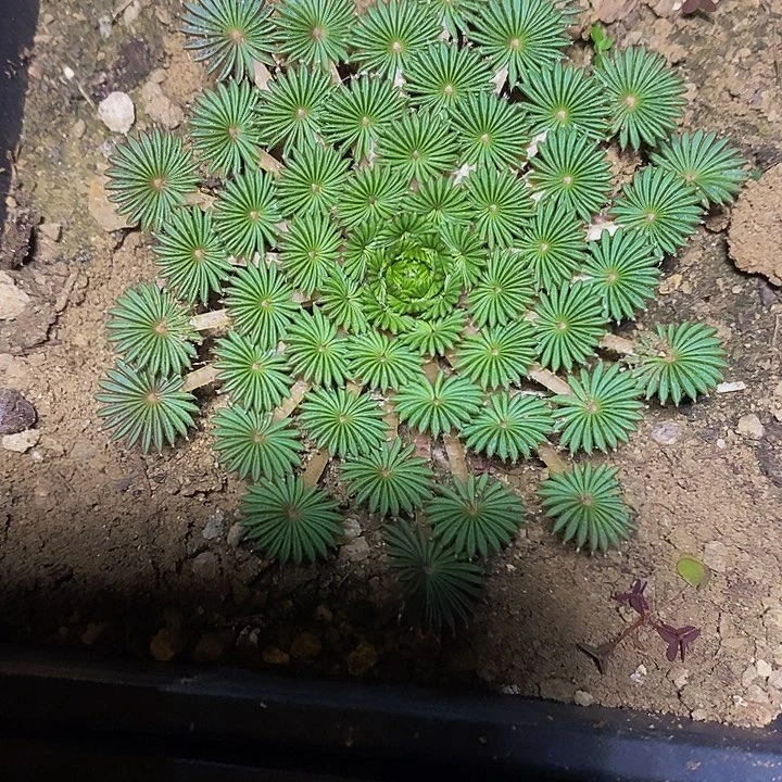 多肉植物保护研究所