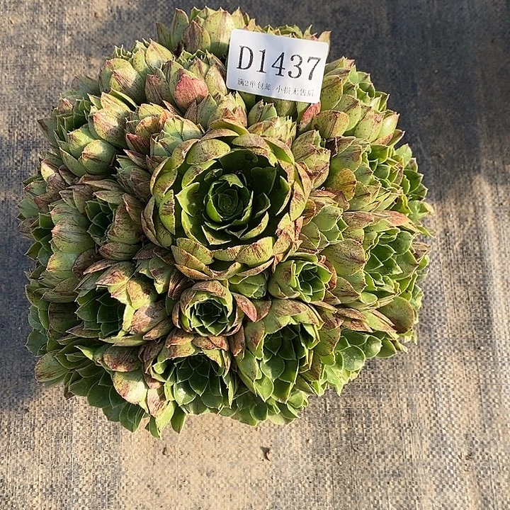1437绿魔多肉植物送包邮