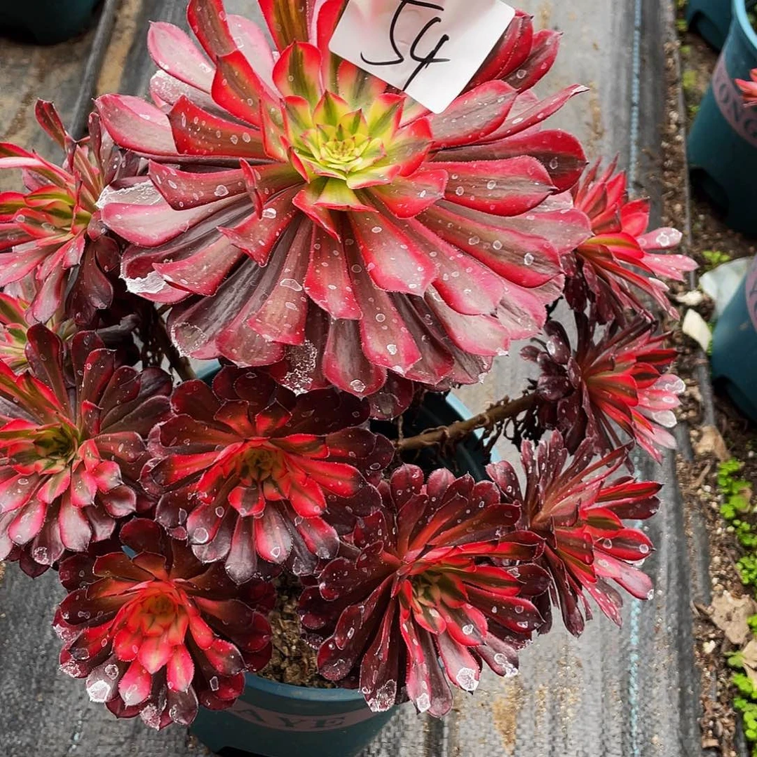 鱼***儿多肉法师54号黑铜白发货不包损