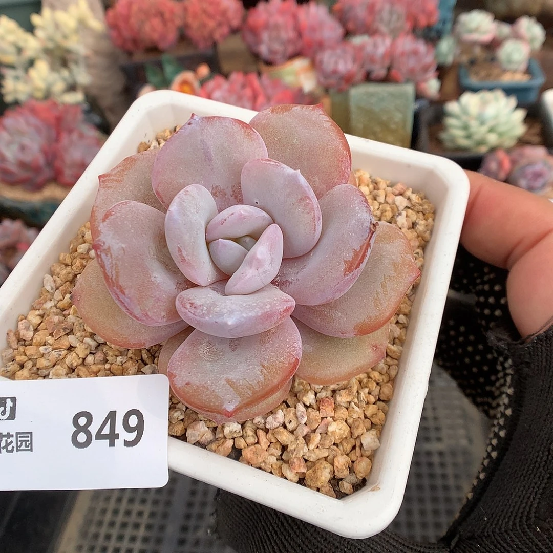 849奶茶多肉植物6666