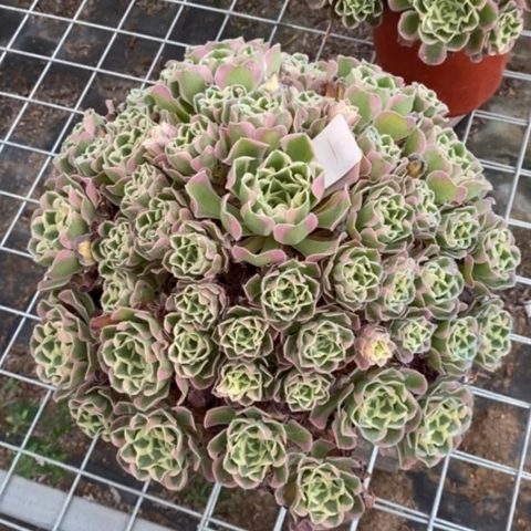 多肉植物组合拼盘1