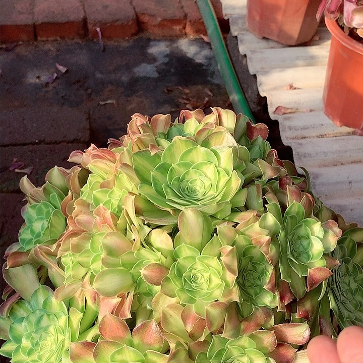 韶华捧花，多肉植物