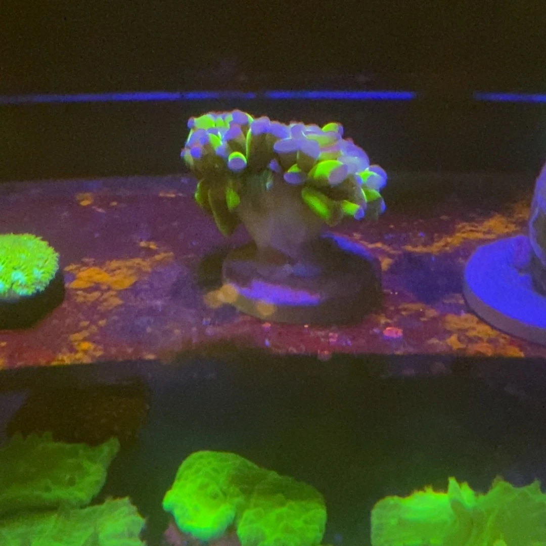 纽扣珊瑚一物一拍