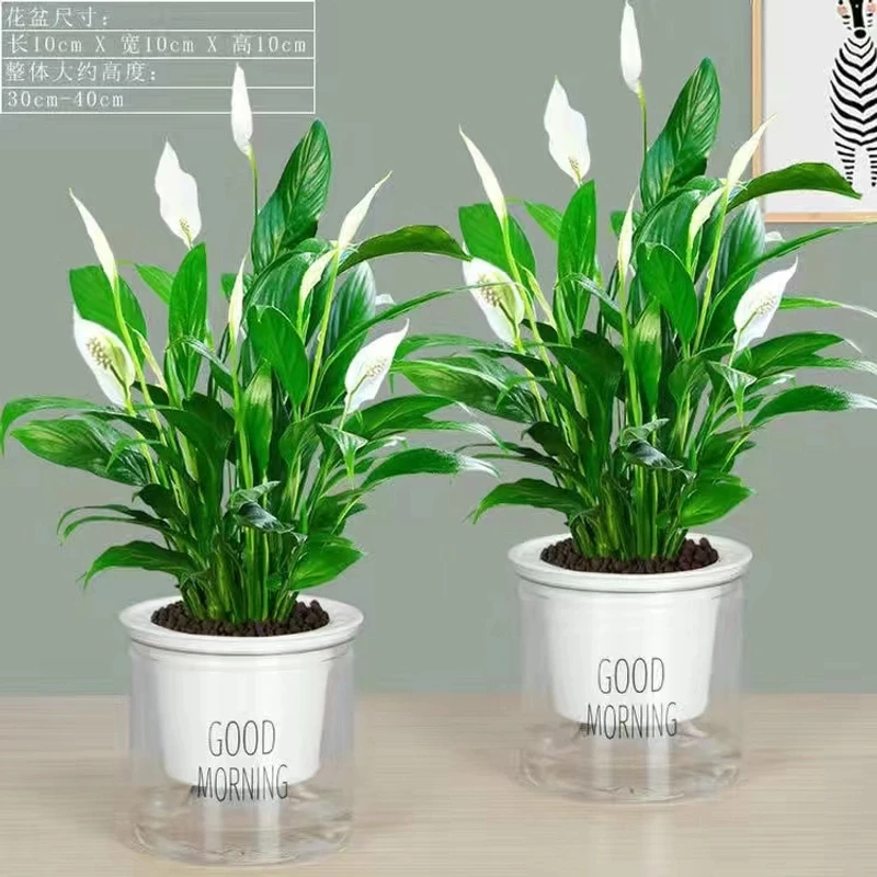 【粉丝福利】水培植物白掌盆栽一帆风顺盆栽室内客厅办公室绿植新手