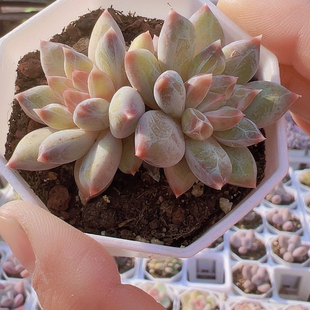 双头幻影美人19包邮多肉植物