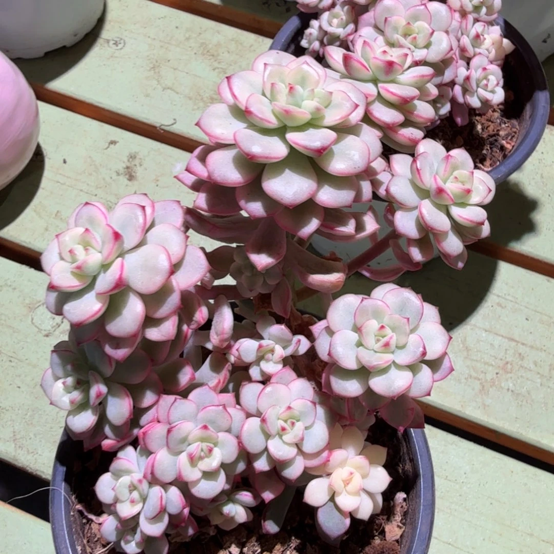 探戈锦，锦上园艺一物一拍