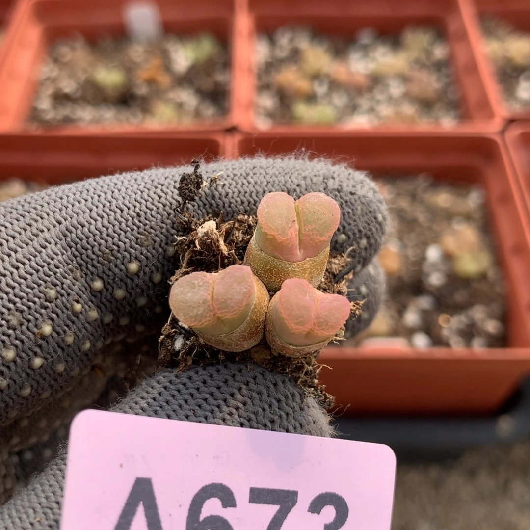 阿673粉樱风铃母本