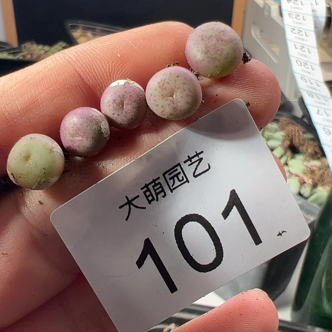 一物一拍。 。 101