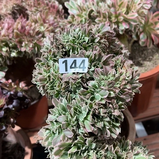 运***多肉植物一个白凤144
