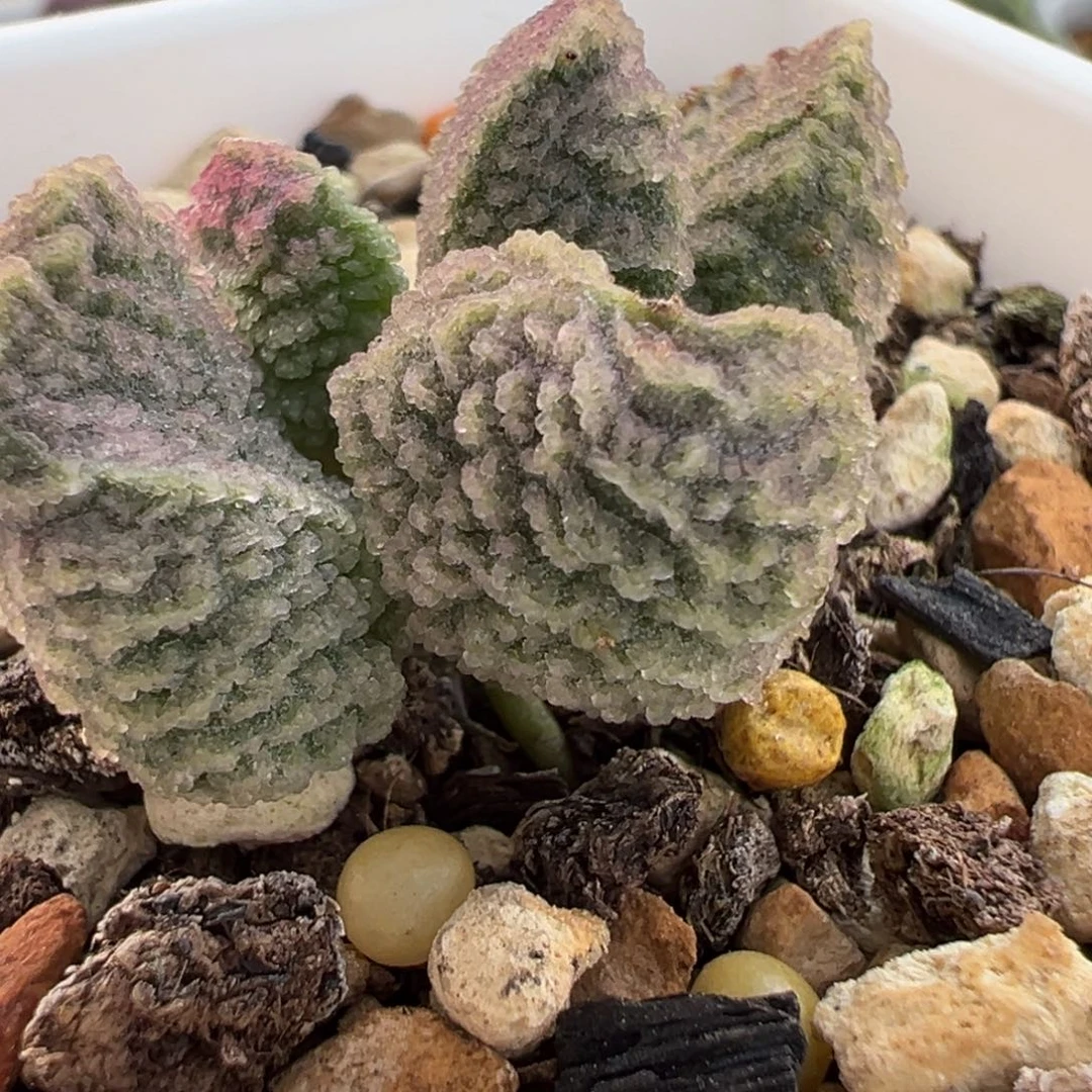 实生新品多头纯木质桩多肉植物