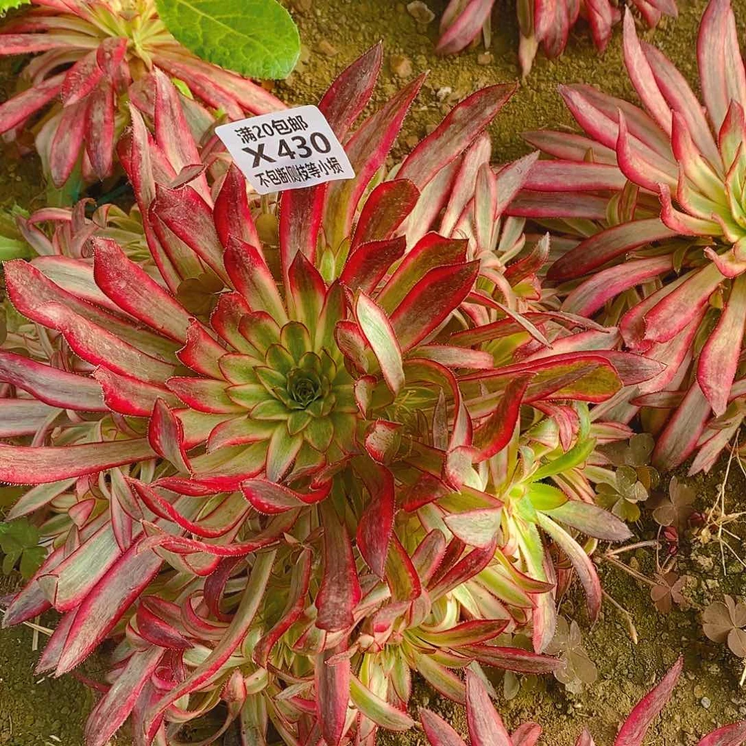 阿*黎430朱雀多肉法师锦多肉