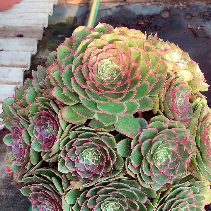 粉花妖，有点微瑕