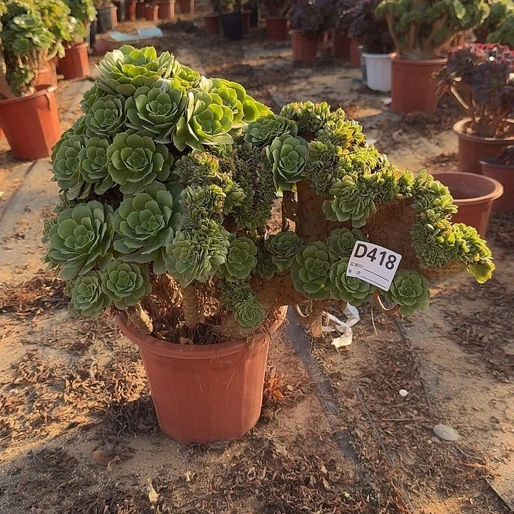 418绿缀朵朵一颗有微瑕叶子