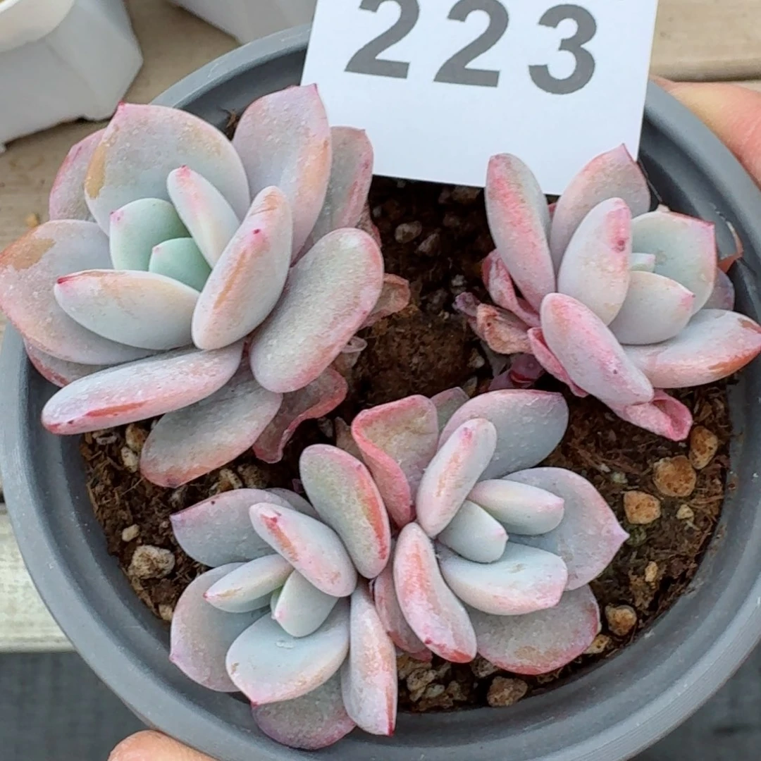 长腿奶茶         精品多肉