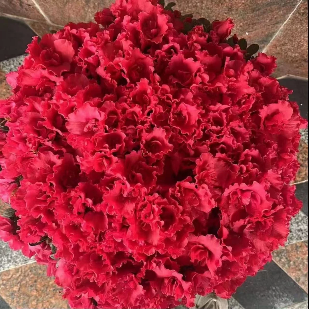 【一物一拍】精品比利时四季杜鹃花室内庭院花园好养顺丰包邮送肥料