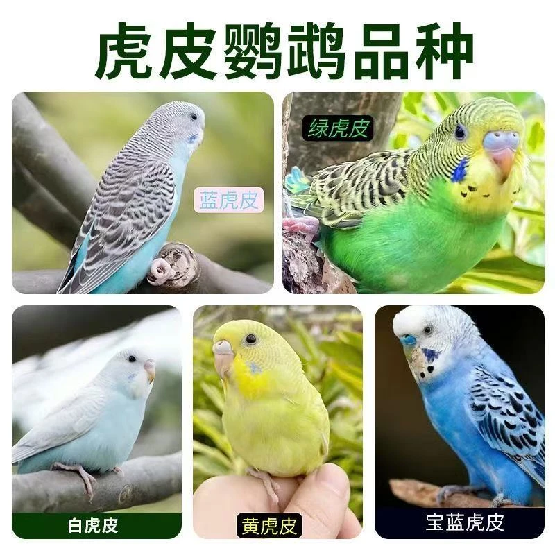 亲人黏人手养学话虎皮鹦鹉