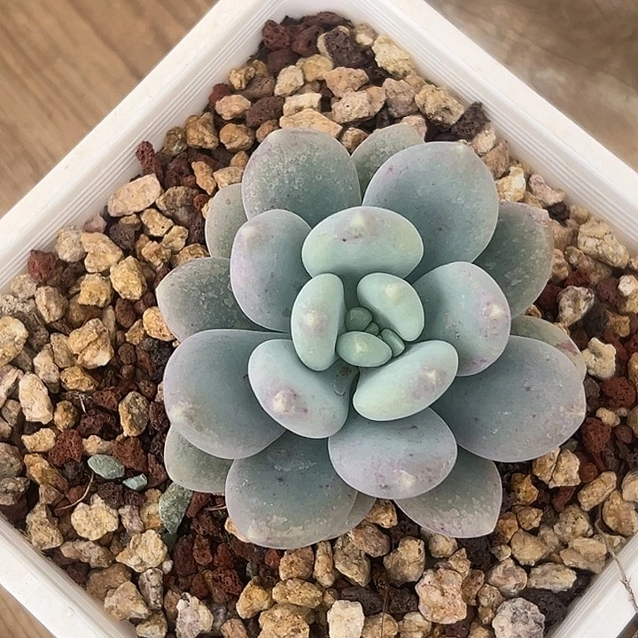 刚果系列美人特价一物一拍