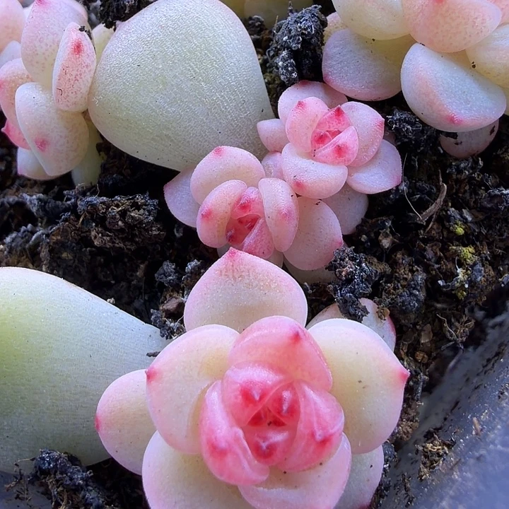 独家y30随机单头一颗1.5cm