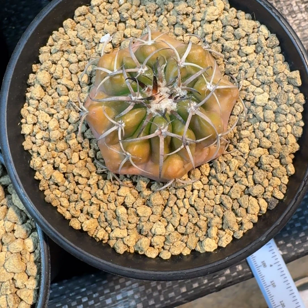 猫***咖仙人球一物一拍圆盘玉