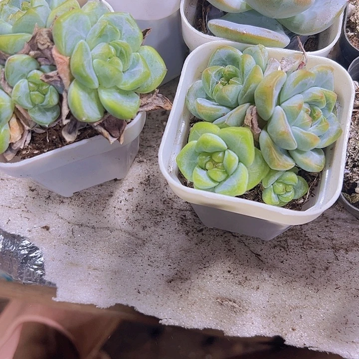 刚毅群19包邮多肉植物