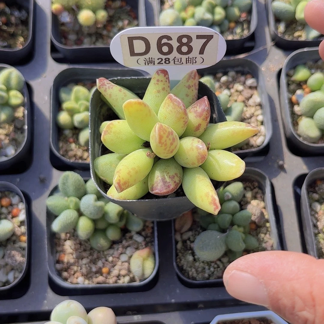 -****-D687水泡一物一拍