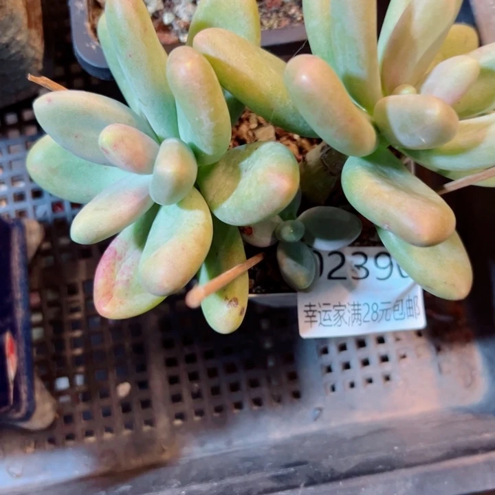 幸运儿的一个小秘密