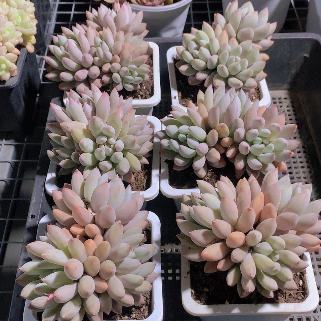 所罗门群245678889900